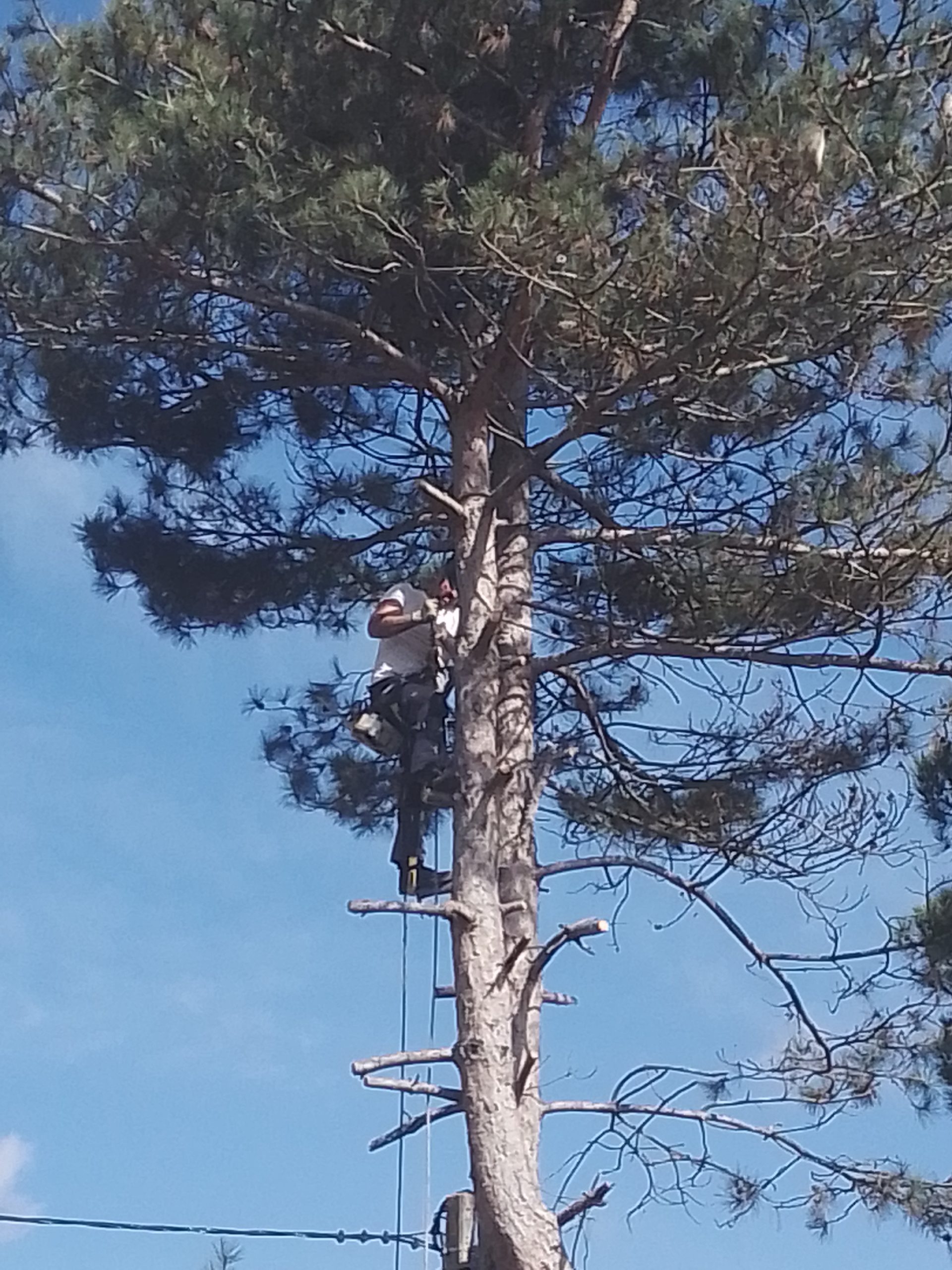 Élagage d'un arbre avant l'intervention d'un élagueur grimpeur de RC Espaces Verts, expert en abattage et taille d'arbres dans le Tarn.
