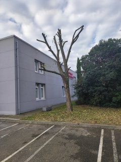 elagage d'un acacia à Seysses par Rc espaces verts