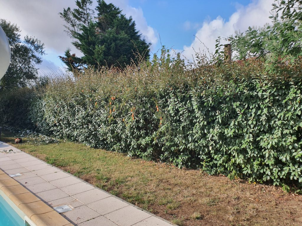 Avant l'intervention de RC Espaces Verts, taille de haie et débroussaillage autour de la piscine, préparation pour un jardin soigné.