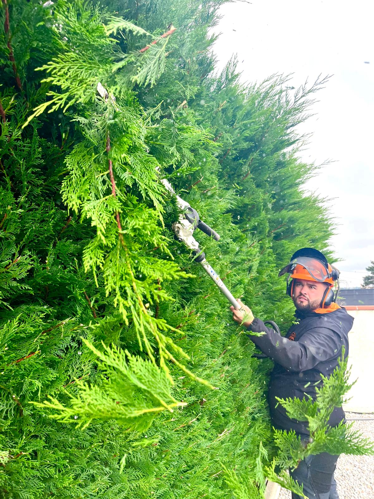 Un élagueur grimpeur de RC Espaces Verts effectuant la taille de haie avec soin et professionnalisme pour un jardin parfaitement entretenu.