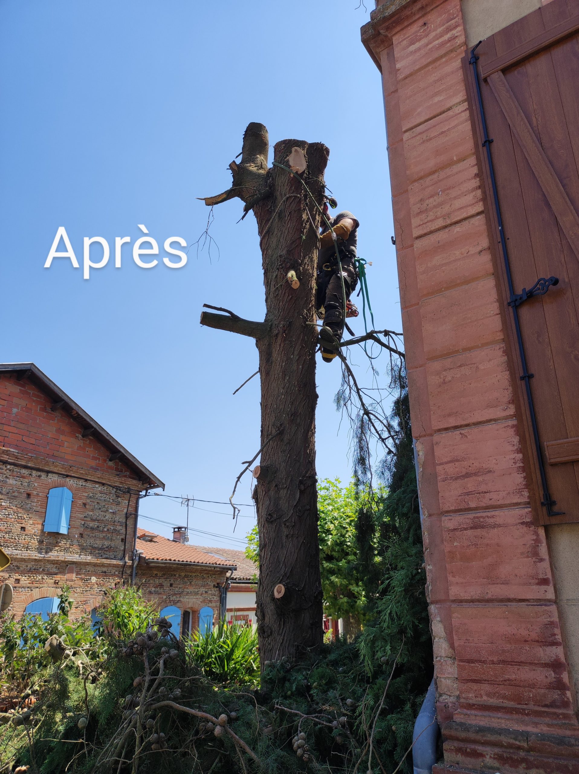 Élagage terminé d'un arbre par un élagueur grimpeur de RC Espaces Verts, montrant un résultat soigné après l'intervention professionnelle.